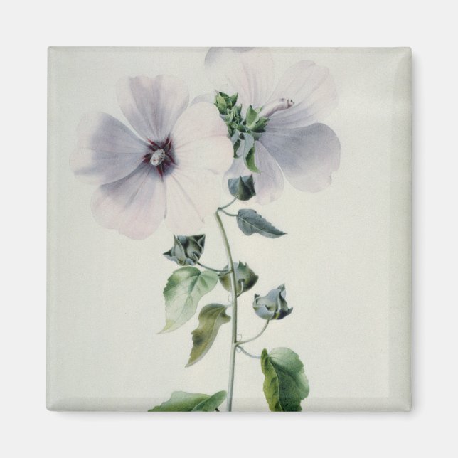 Musk Mallow, 18. Jahrhundert Magnet (Vorne)
