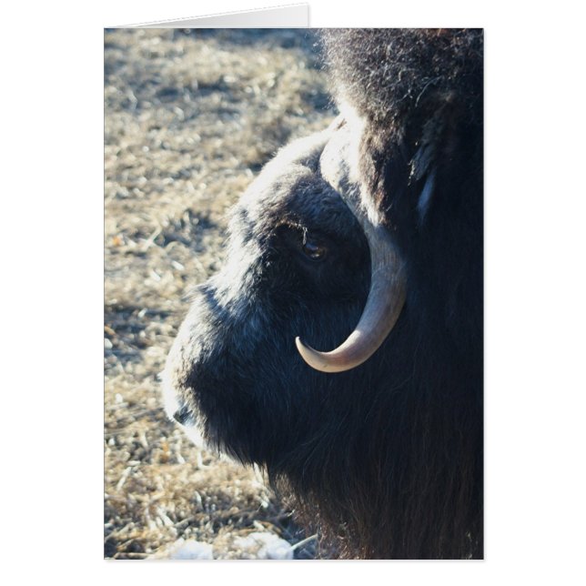 Musk Ox (Vorne)