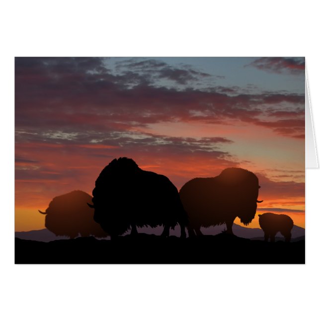 Musk Ox (Vorderseite (Horizontal))