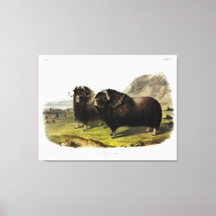 Musk Ox (Ovibos Moschatus) (Muskox) von Audubon Leinwanddruck