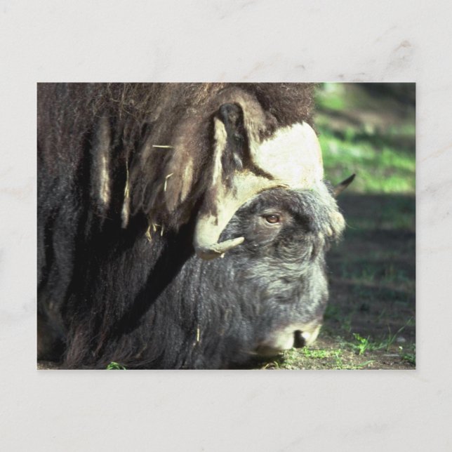 Musk Ox Postkarte (Vorderseite)