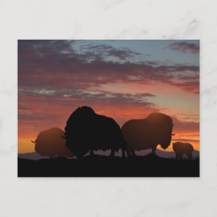 Musk Ox Postkarte