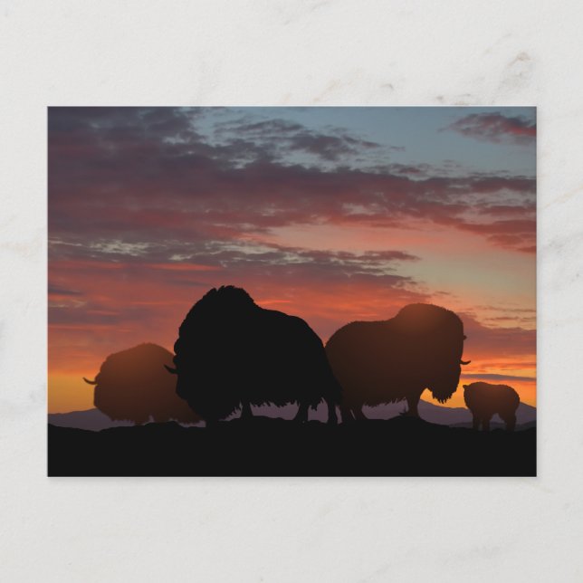 Musk Ox Postkarte (Vorderseite)