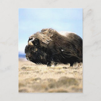 Musk Oxen Postkarte