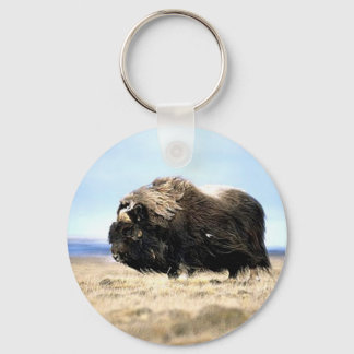 Musk Oxen Schlüsselanhänger