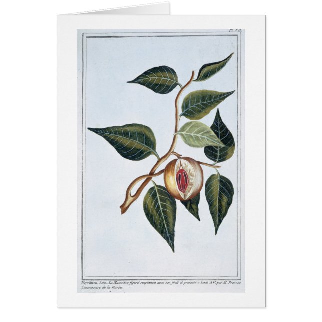 Muskatnuss, Platte 7, 'von der Sammlung Precieuse (Vorne)