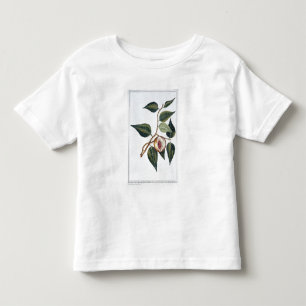Muskatnuss, Platte 7, 'von der Sammlung Precieuse Kleinkind T-shirt