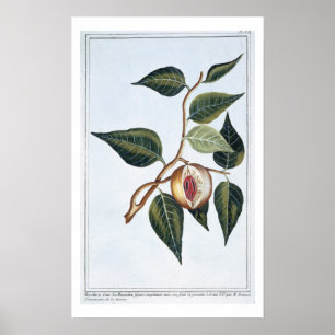 Muskatnuss, Platte 7, 'von der Sammlung Precieuse Poster