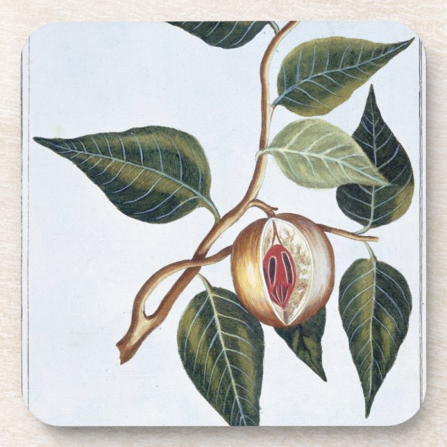 Muskatnuss, Platte 7, 'von der Sammlung Precieuse Untersetzer (Vorderseite)