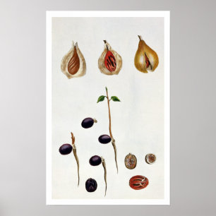 Muskatnuss, Platte 8, 'von der Sammlung Precieuse Poster