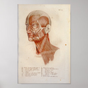 Muskel Anatomie Druckstelle Neck Französisch Poster