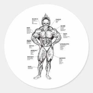 Muskel-Diagramm und Übungsanleitung - Bodybuilding Runder Aufkleber