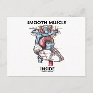 Muskel innen glatt (Graues anatomisches Herz) Postkarte