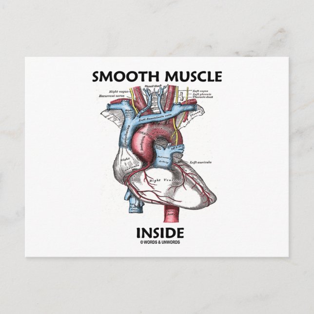 Muskel innen glatt (Graues anatomisches Herz) Postkarte (Vorderseite)