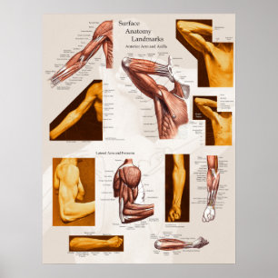Muskel-Oberflächenanatomie-Plakat-Arm u. Schulter Poster