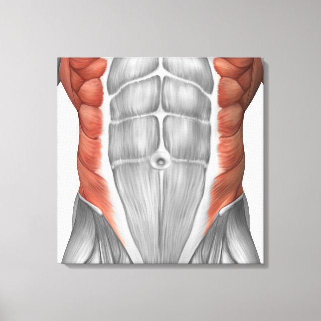 Muskelanatomie der Bauchwand Leinwanddruck (Vorderseite)