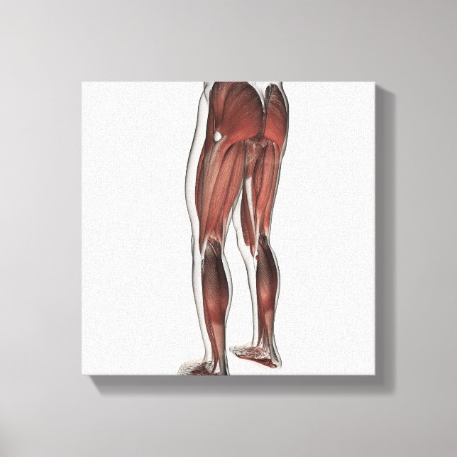 Muskelanatomie der menschlichen Legen 1 Leinwanddruck (Vorderseite)