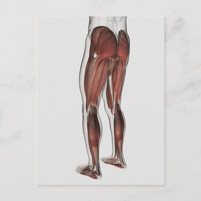 Muskelanatomie der menschlichen Legen 1 Postkarte (Vorderseite)