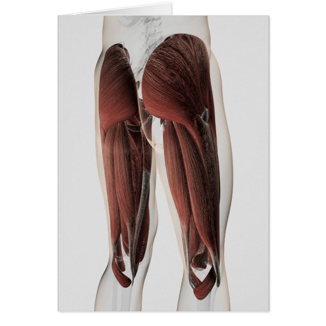 Muskelanatomie der menschlichen Legen 2 (Vorne)