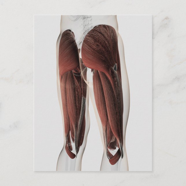 Muskelanatomie der menschlichen Legen 2 Postkarte (Vorderseite)