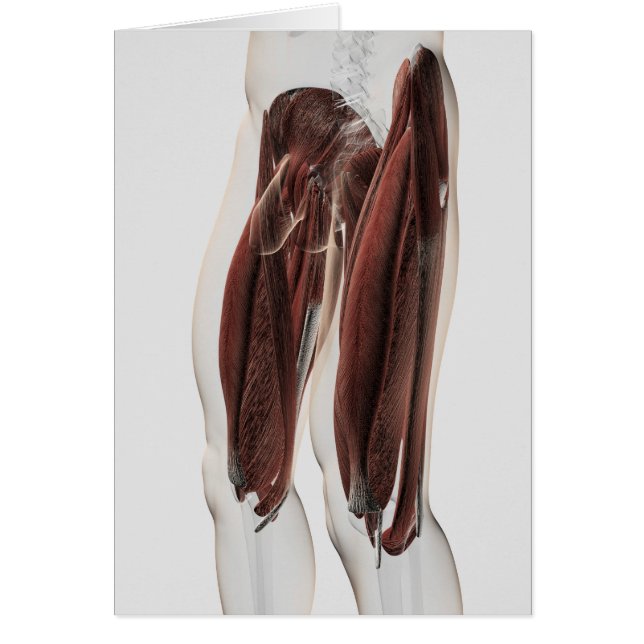 Muskelanatomie der menschlichen Legen, Seitenansic (Vorne)