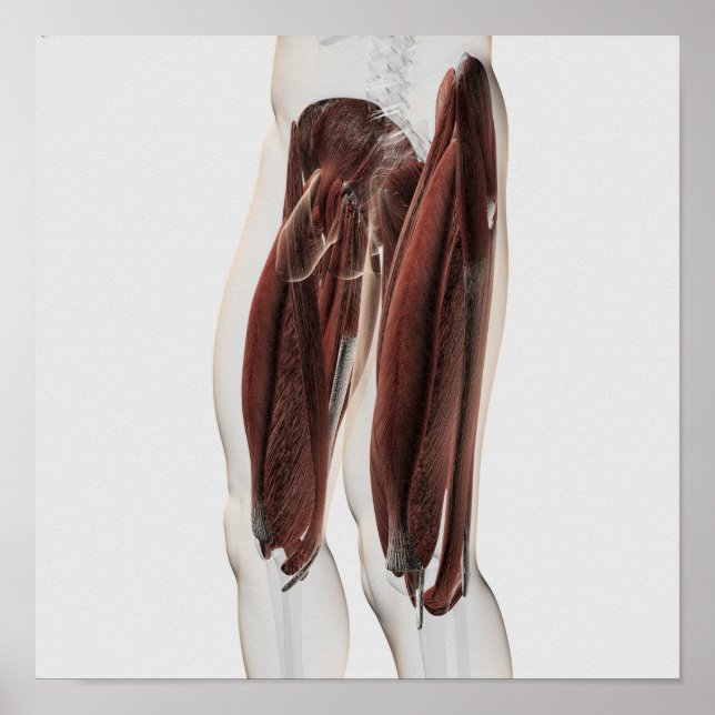 Muskelanatomie der menschlichen Legen, Seitenansic Poster (Vorne)