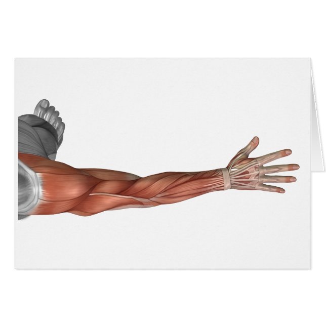 Muskelanatomie des menschlichen Arms, Sicht nach h (Vorderseite (Horizontal))