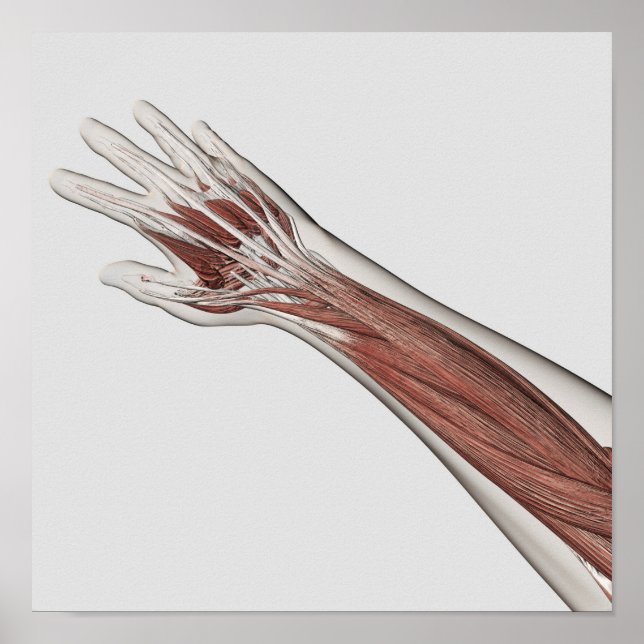 Muskelanatomie des menschlichen Arms und der Hand Poster (Vorne)
