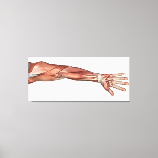 Muskelanatomie des menschlichen Arms, Vorderansich Leinwanddruck (Vorderseite)