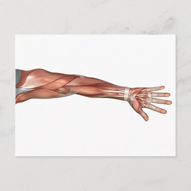 Muskelanatomie des menschlichen Arms, Vorderansich Postkarte (Vorderseite)