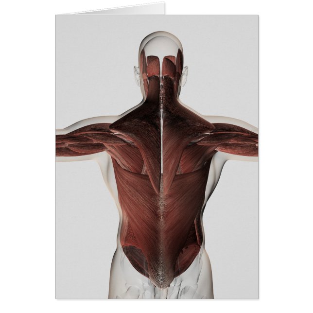 Muskelanatomie des menschlichen Rückens 2 (Vorne)