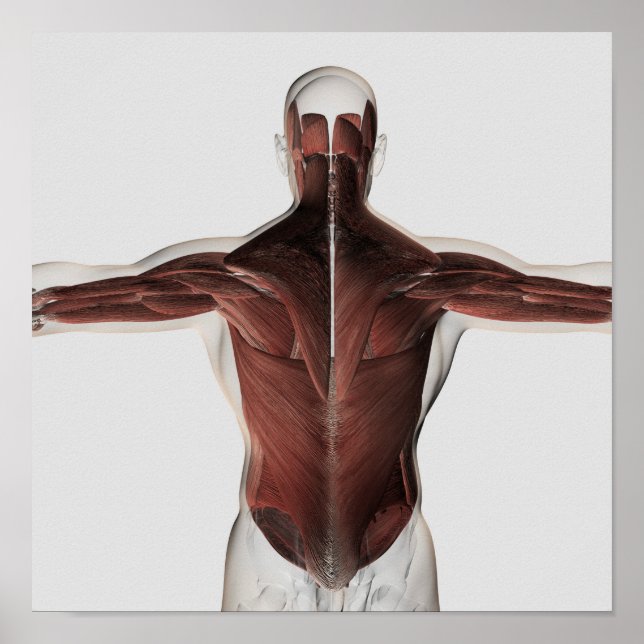 Muskelanatomie des menschlichen Rückens 2 Poster (Vorne)