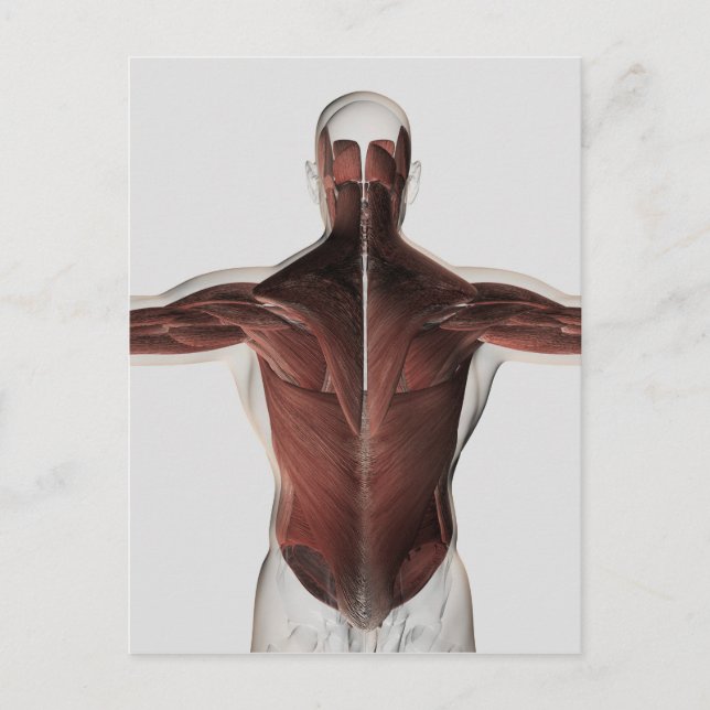 Muskelanatomie des menschlichen Rückens 2 Postkarte (Vorderseite)