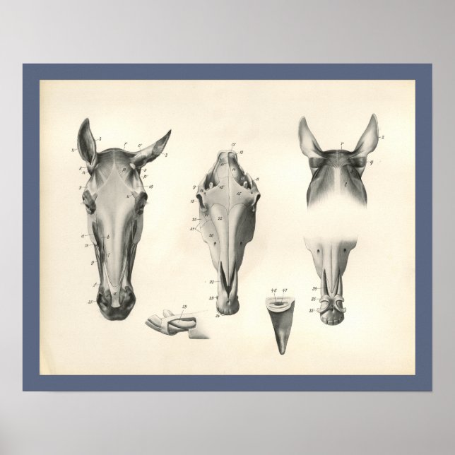 Muskelanatomie Druck Poster (Vorne)