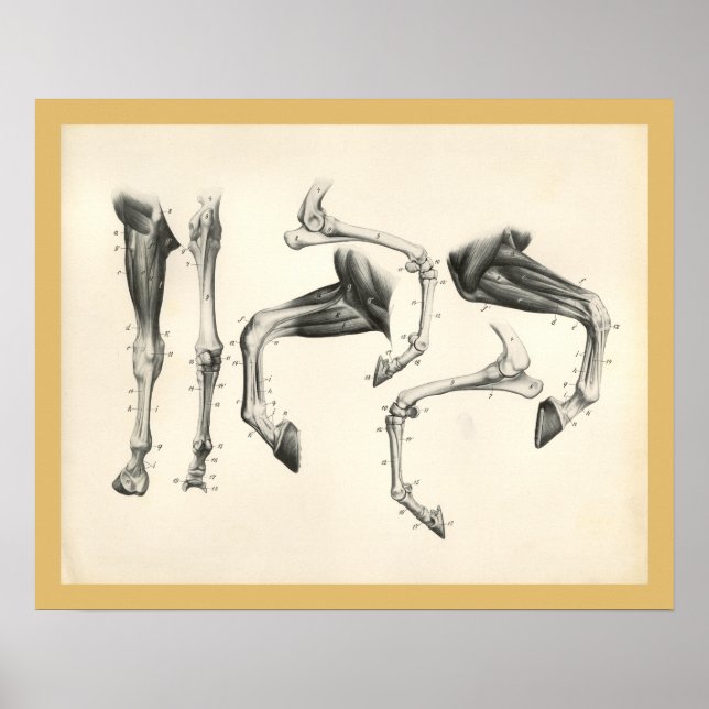 Muskelanatomie Druck Poster (Vorne)