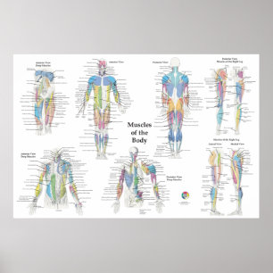 Muskelanatomie posterior anterior poster