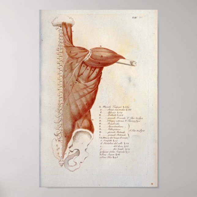 Muskelanatomie Zurück Neck Drucken Französisch Poster (Vorne)