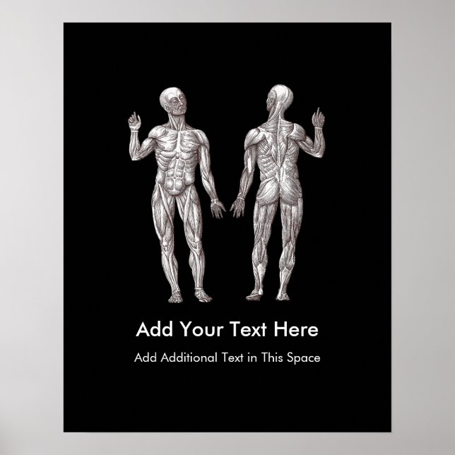 Muskelleute - Anatomie des menschlichen Muskelsyst Poster (Vorne)