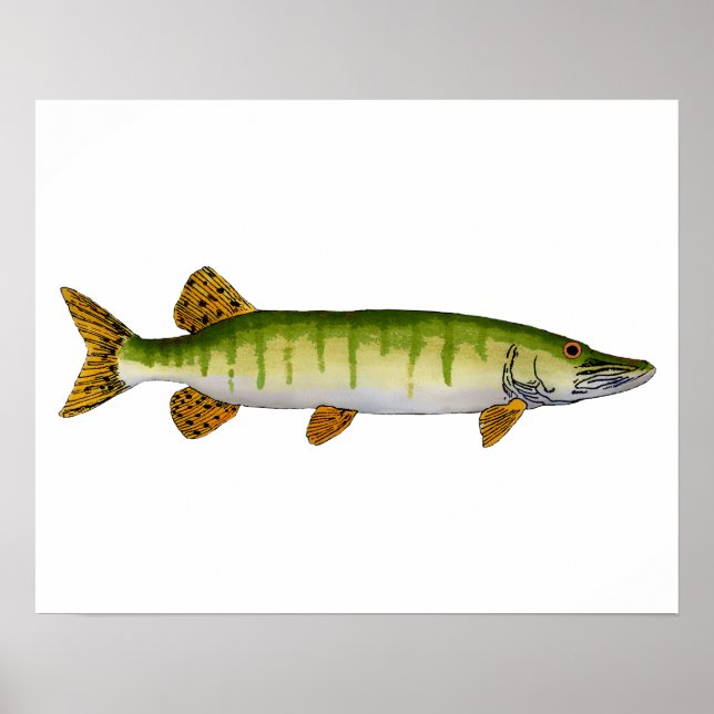 Muskellunge (Muskie) Poster (Vorne)