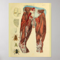 Muskeln Arteries Bienen Anatomie Kunst drucken