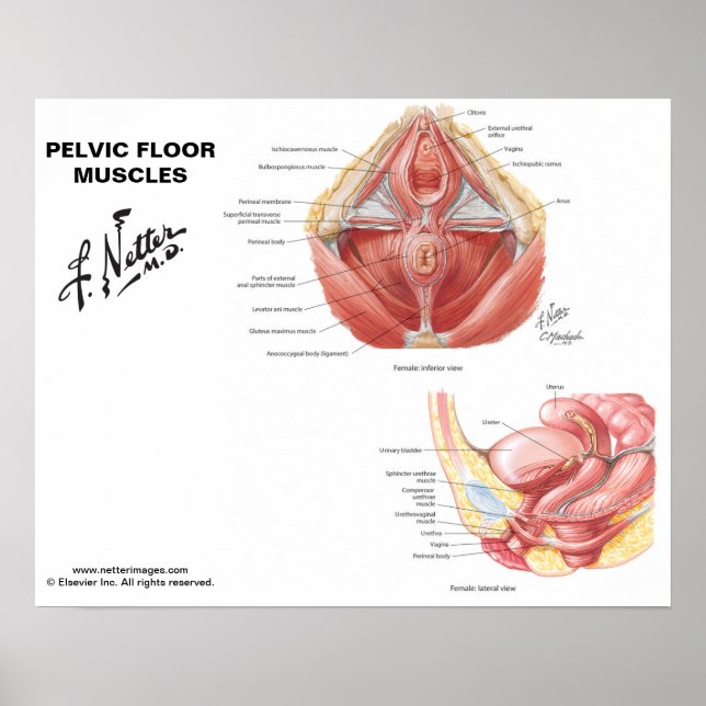 Muskeln auf dem Beckenboden des Netzers - Diagramm Poster (Vorne)
