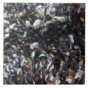 Muskeln & Barnacles am Bob Creek, OR Fliese