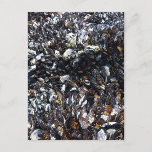 Muskeln & Barnacles am Bob Creek, OR Postkarte