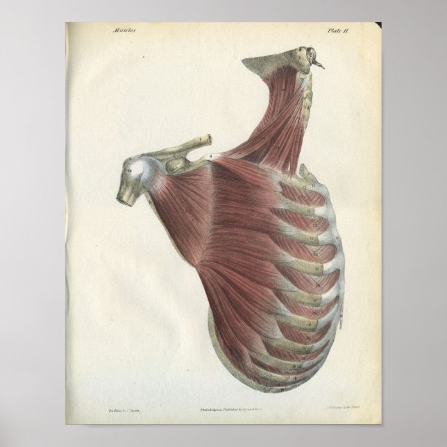 Muskeln der Nackenmuskulatur Vintage Anatomie Druc Poster (Vorne)