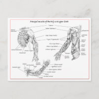 Muskeln des Oberkörpers