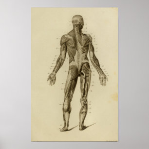 Muskeln des Rückens Anatomie Druck Poster