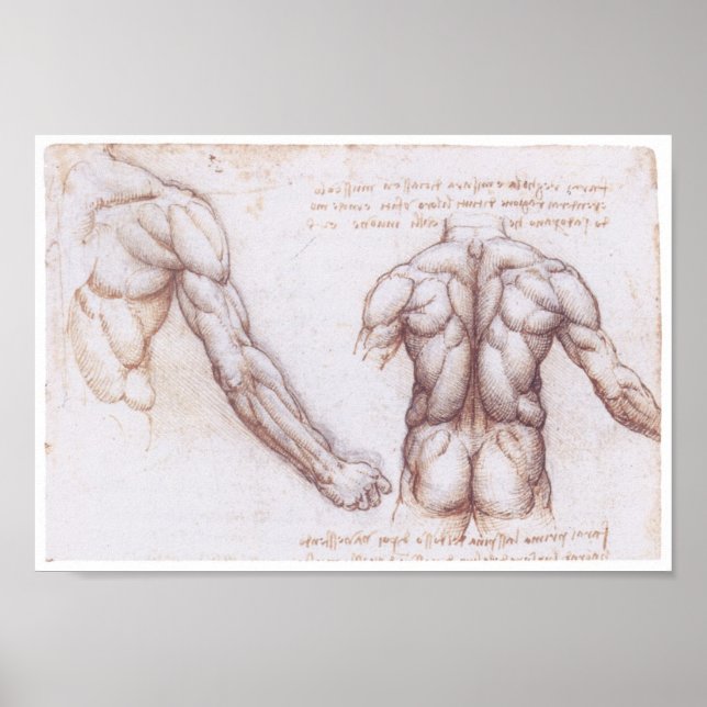 Muskeln des Rückens, Leonardo da Vinci Poster (Vorne)