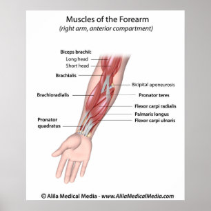 Muskeln des Unterarms, beschriftet Diagramm Poster