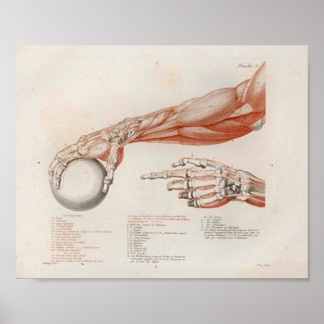 Muskeln, die die Anatomie des Balls drucken Poster (Vorne)