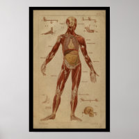 Muskeln Innere Vintage Anatomie